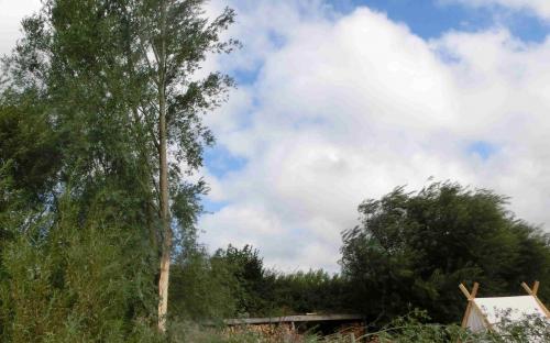 Baum fällt
