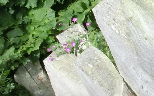 Gartenimpressionen