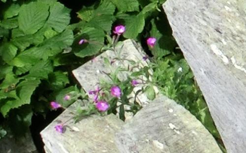 Gartenimpressionen