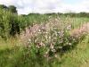 Unser Blumenbeet