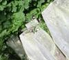 Gartenimpressionen