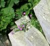 Gartenimpressionen