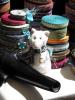 Mittelalte Ratte
